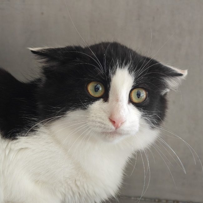Criquette - Chat Européen à adopter