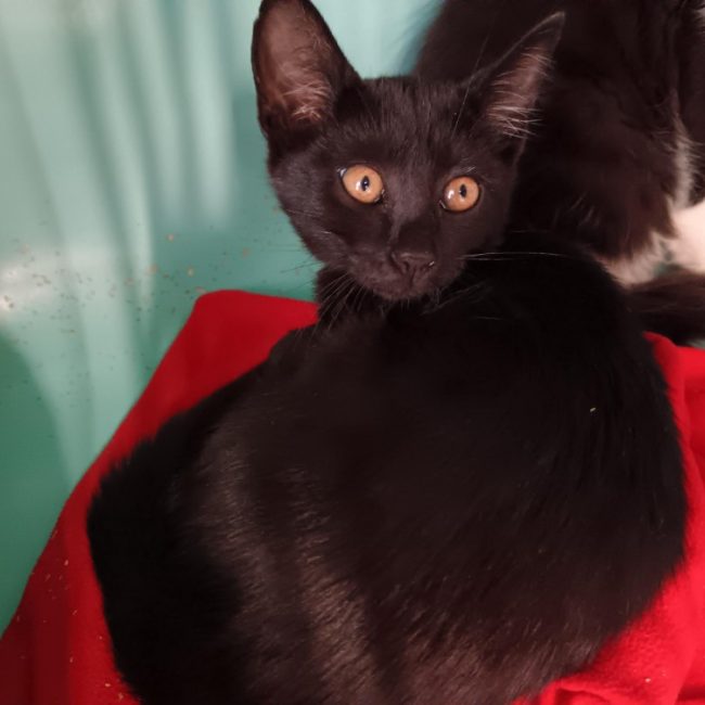 Vanille - Chat Européen à adopter