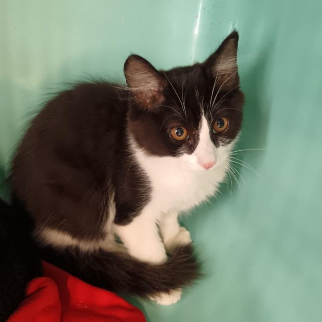 Caramel - Chat Européen à adopter