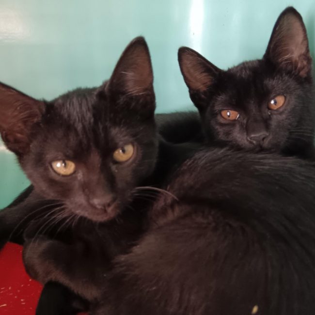 Choco - Chat Européen à adopter
