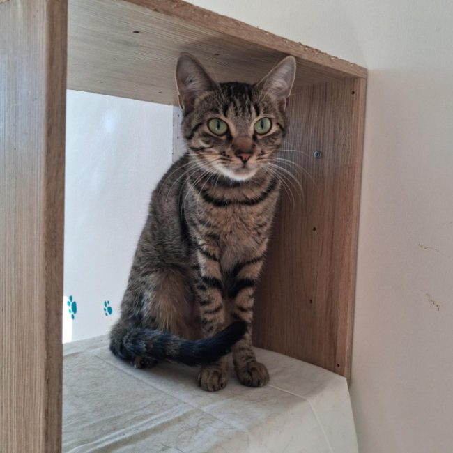 Zoulette - Chat Européen à adopter