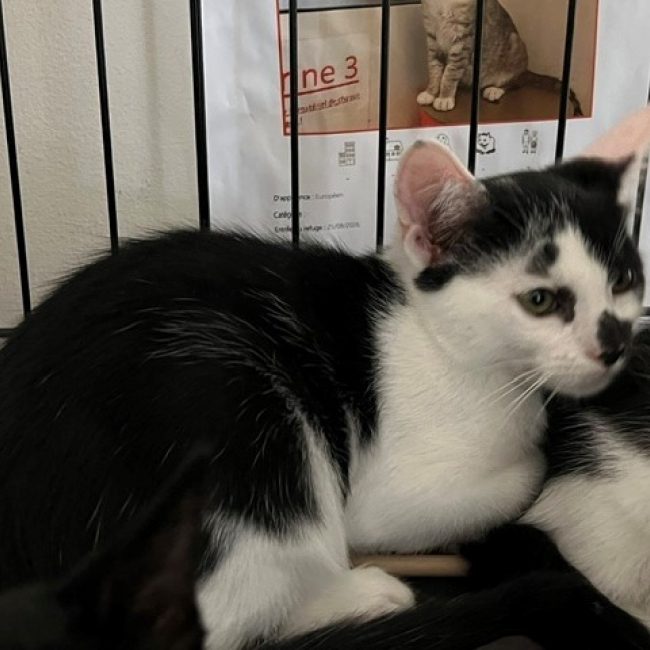 Woopie - Chat Européen à adopter