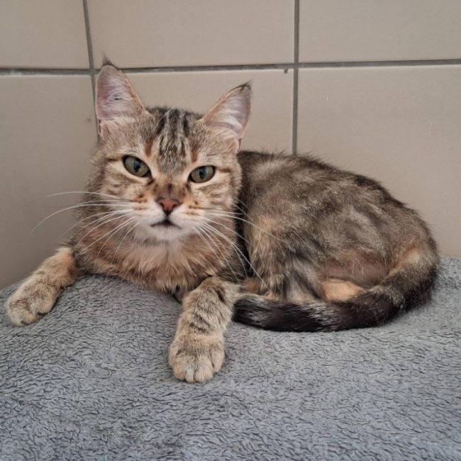 Sassy - Chat Européen à adopter