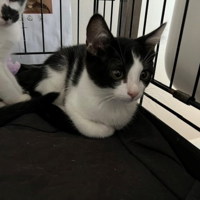 Pudding - Chat Européen à adopter