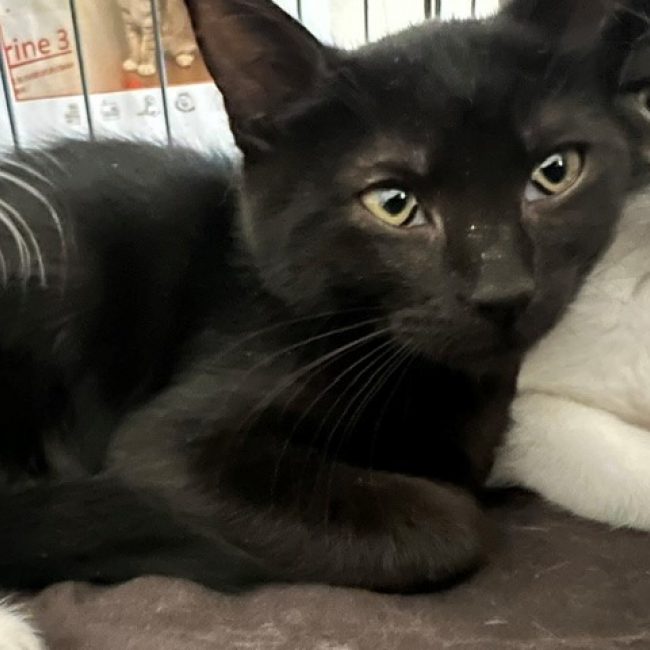 Amaya - Chat Européen à adopter