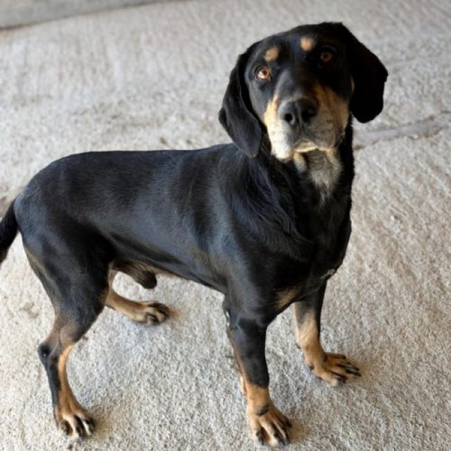 KEY - Chien à adopter