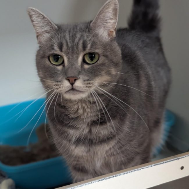 Sweety - Chat Européen à adopter