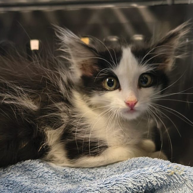 Gremlins - Chat Européen à adopter