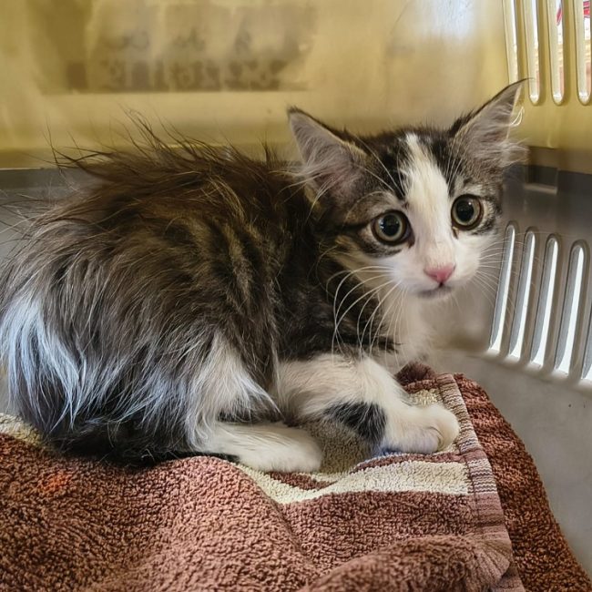 Vhagar - Chat Européen à adopter