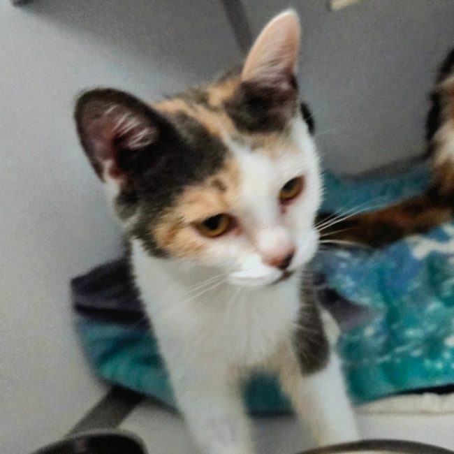 Mélodie - Chat Européen à adopter