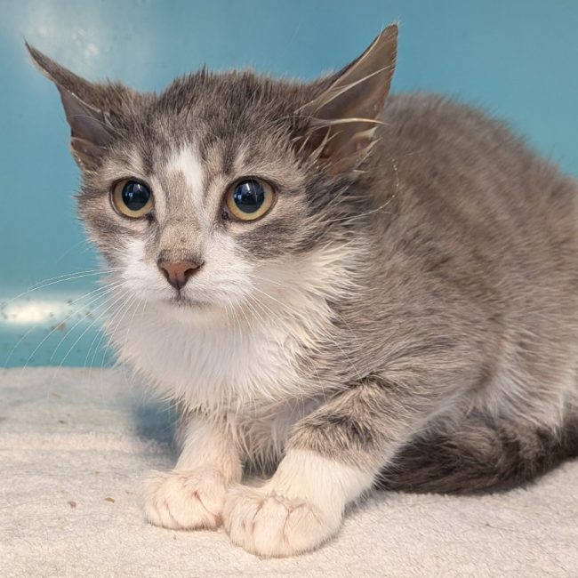Dolia - Chat Européen à adopter