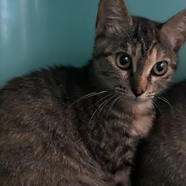 Plume - Chat Européen à adopter