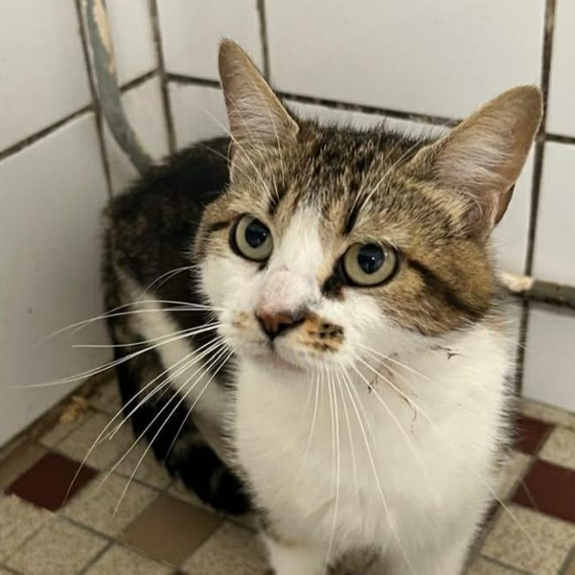 Gaia - Chat Européen à adopter