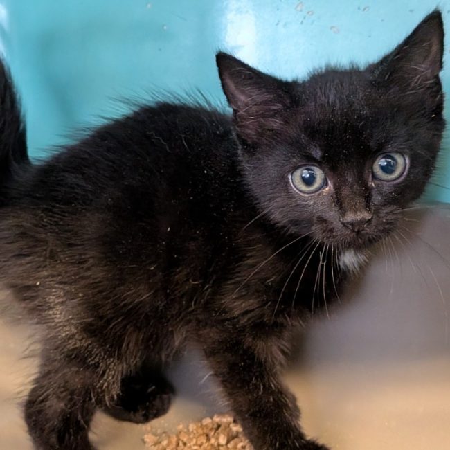 Asphalte - Chat Européen à adopter