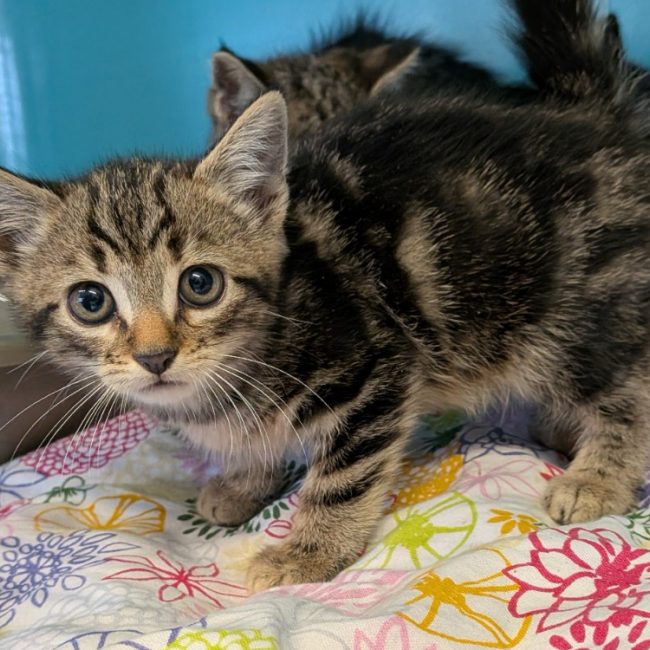 Argan - Chat Européen à adopter