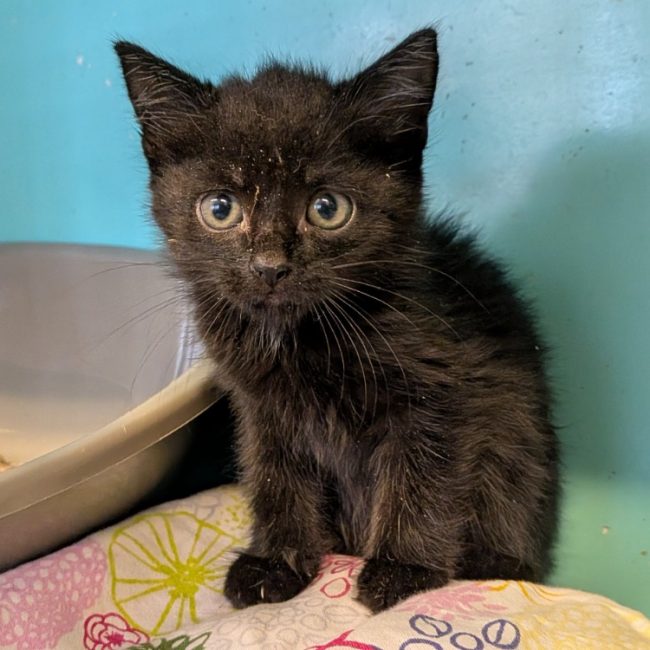 Altair - Chat Européen à adopter
