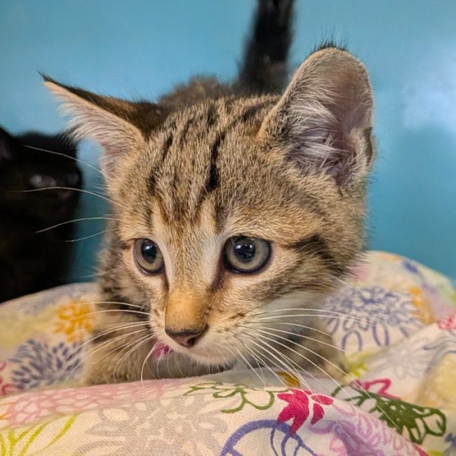 Azimut - Chat Européen à adopter