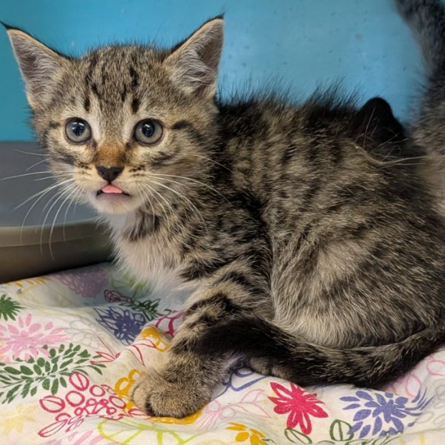 Aloha - Chat Européen à adopter