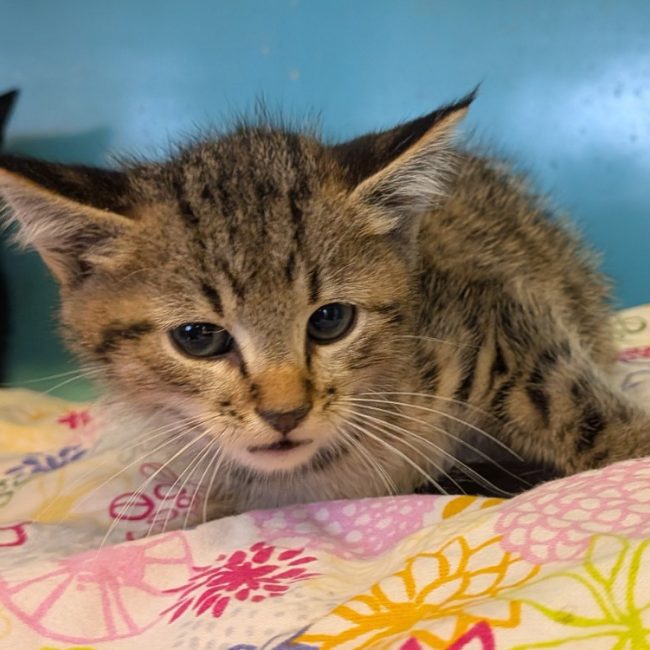 Aki - Chat Européen à adopter