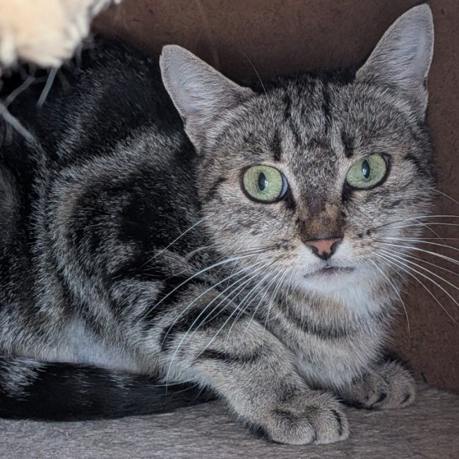 Daria - Chat Européen à adopter