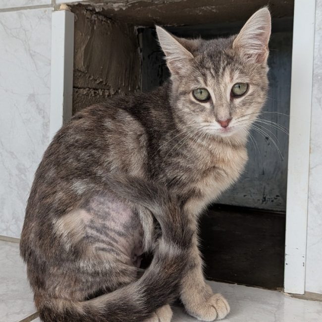 Inette - Chat Européen à adopter