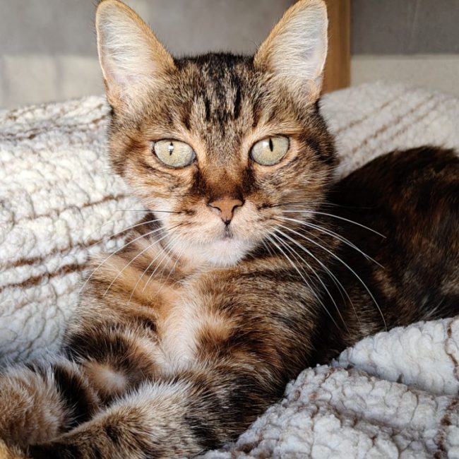 Fibi - Chat Européen à adopter
