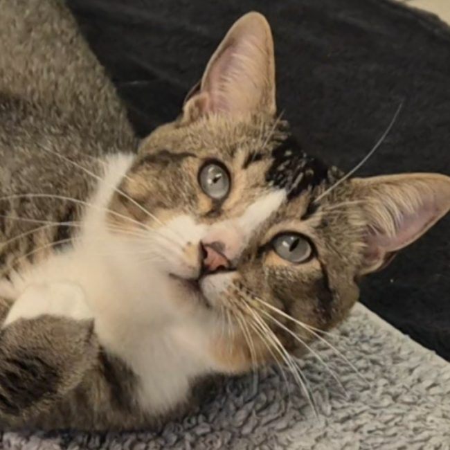Grigri - Chat Européen à adopter