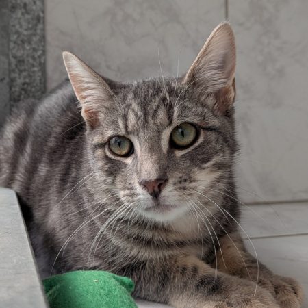 Jaurel - Chat Européen à adopter