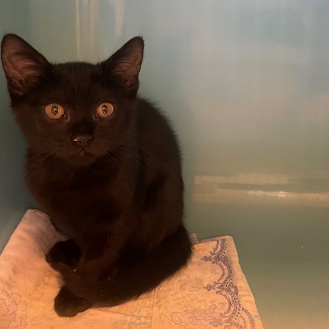 Aska - Chat Européen à adopter