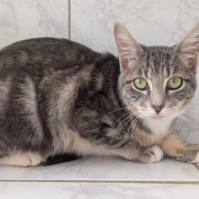 Jolias - Chat Européen à adopter