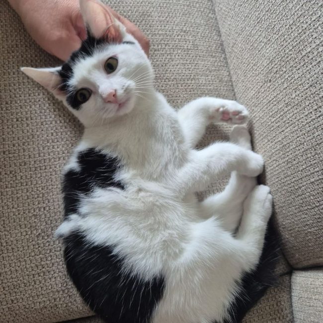 Frodon - Chat Européen à adopter