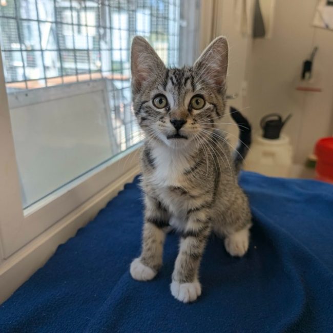 Hop - Chat Européen à adopter