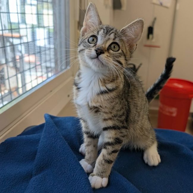 Modus - Chat Européen à adopter