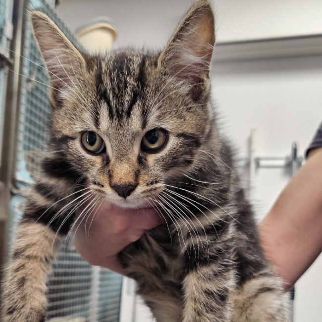 TirÉ - Chat Européen à adopter