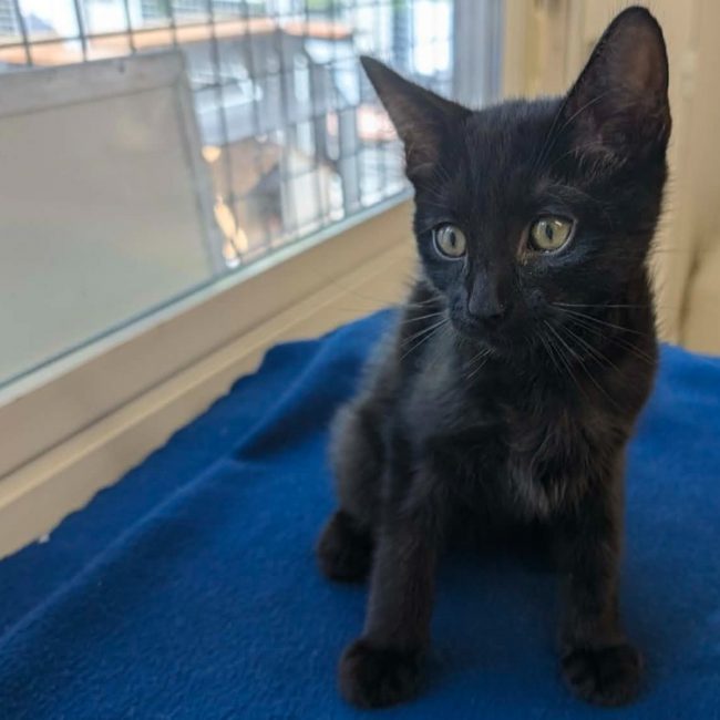Taz - Chat Européen à adopter