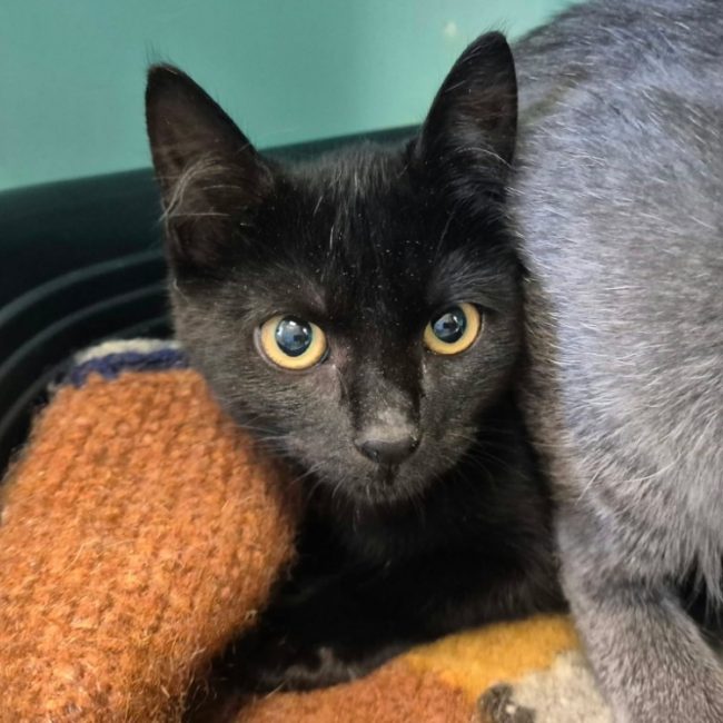 Soufre - Chat Européen à adopter