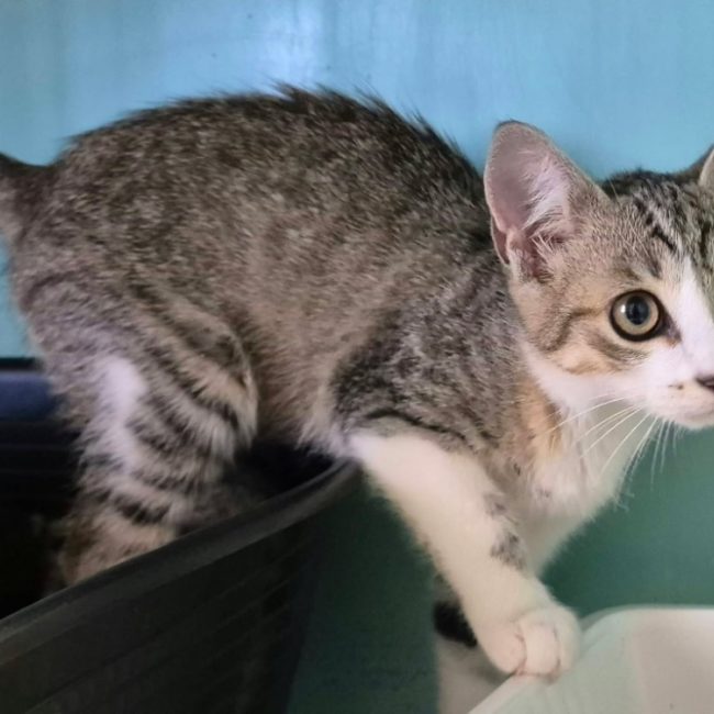 Chlore - Chat Européen à adopter