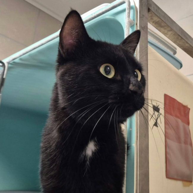 Neon - Chat Européen à adopter