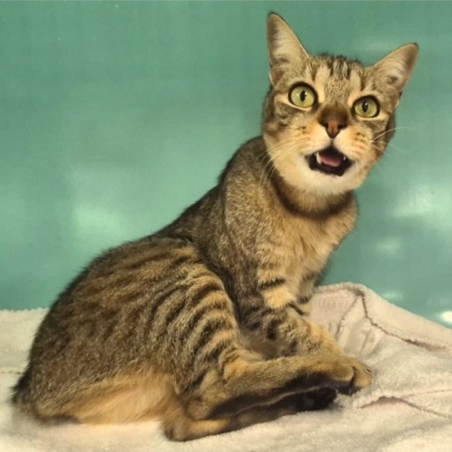 Roxy dit bella - Chat Européen à adopter