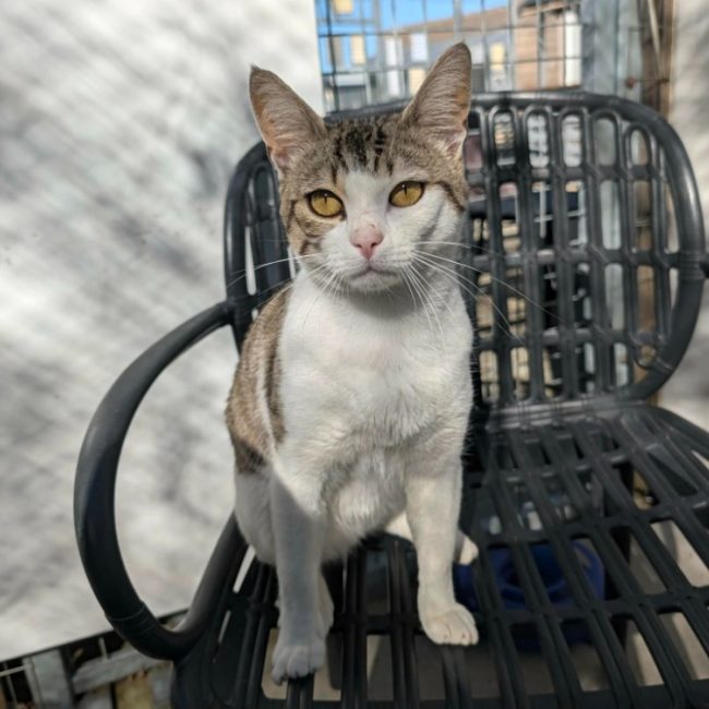 Link - Chat Européen à adopter