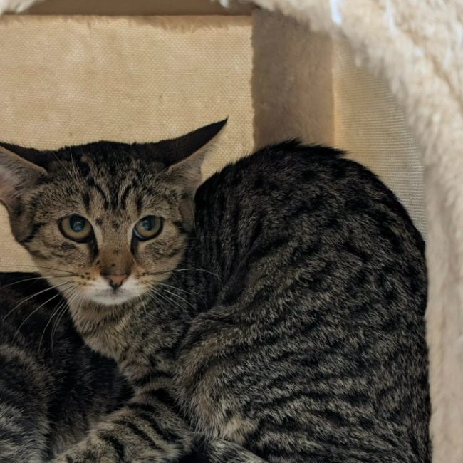 Moustache - Chat Européen à adopter