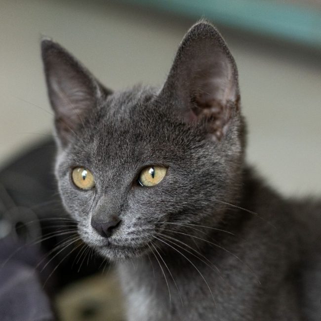 Bidou - Chat Européen à adopter