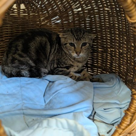 Caramel - Chat Européen à adopter