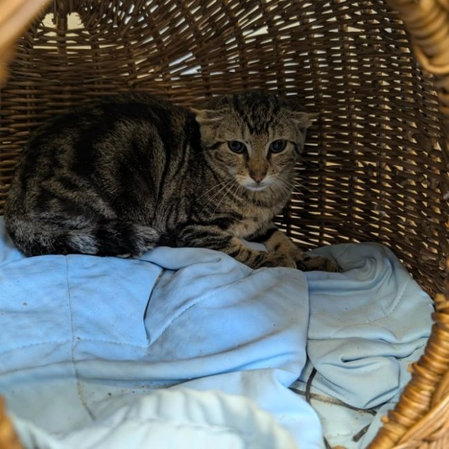 Caramel - Chat Européen à adopter