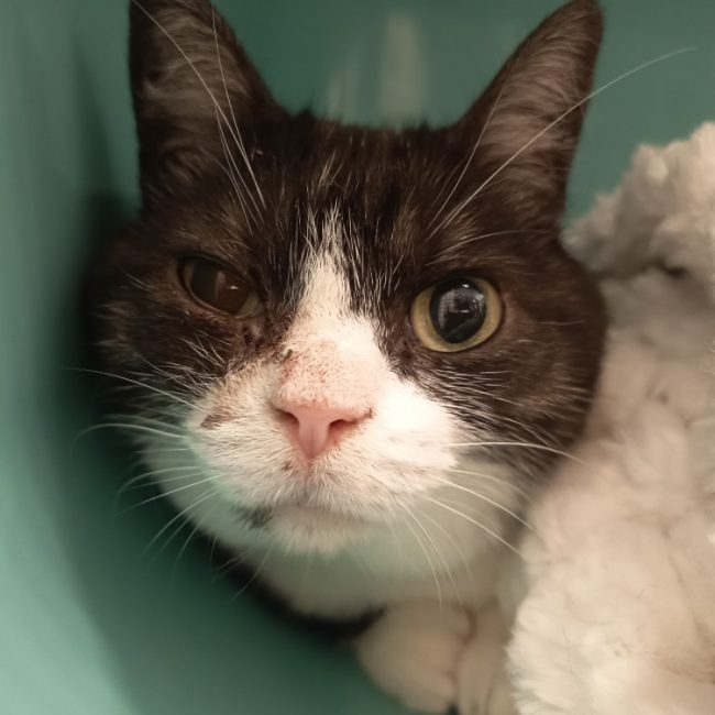 Ticha - Chat Européen à adopter