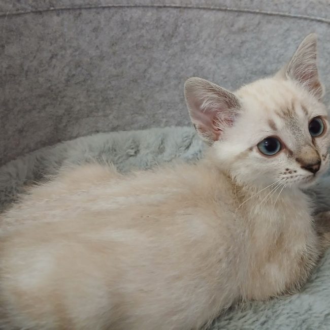 Seoul - Chat Européen à adopter