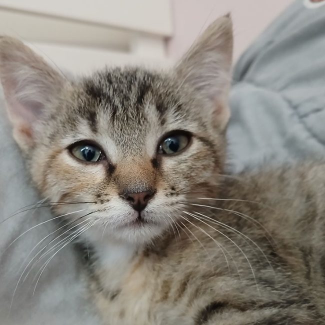 Sakura - Chat Européen à adopter