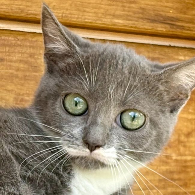 Brume - Chat Européen à adopter