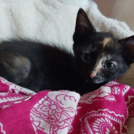 Sydney - Chat Européen à adopter