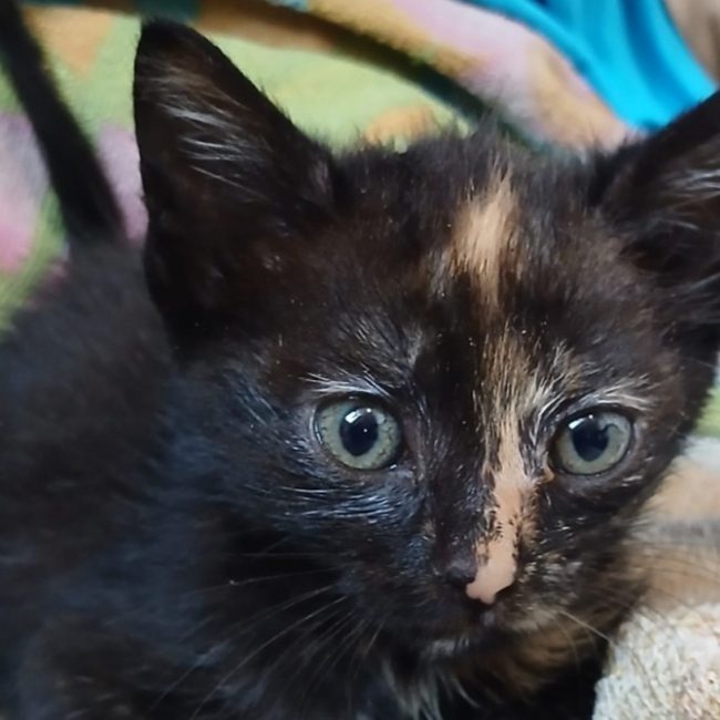 Sydney - Chat Européen à adopter